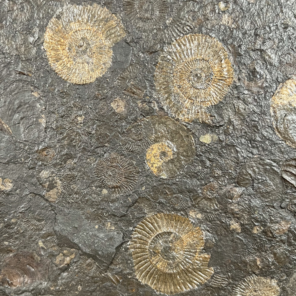 Pyritized Ammonite Fossils in Shale Matrix