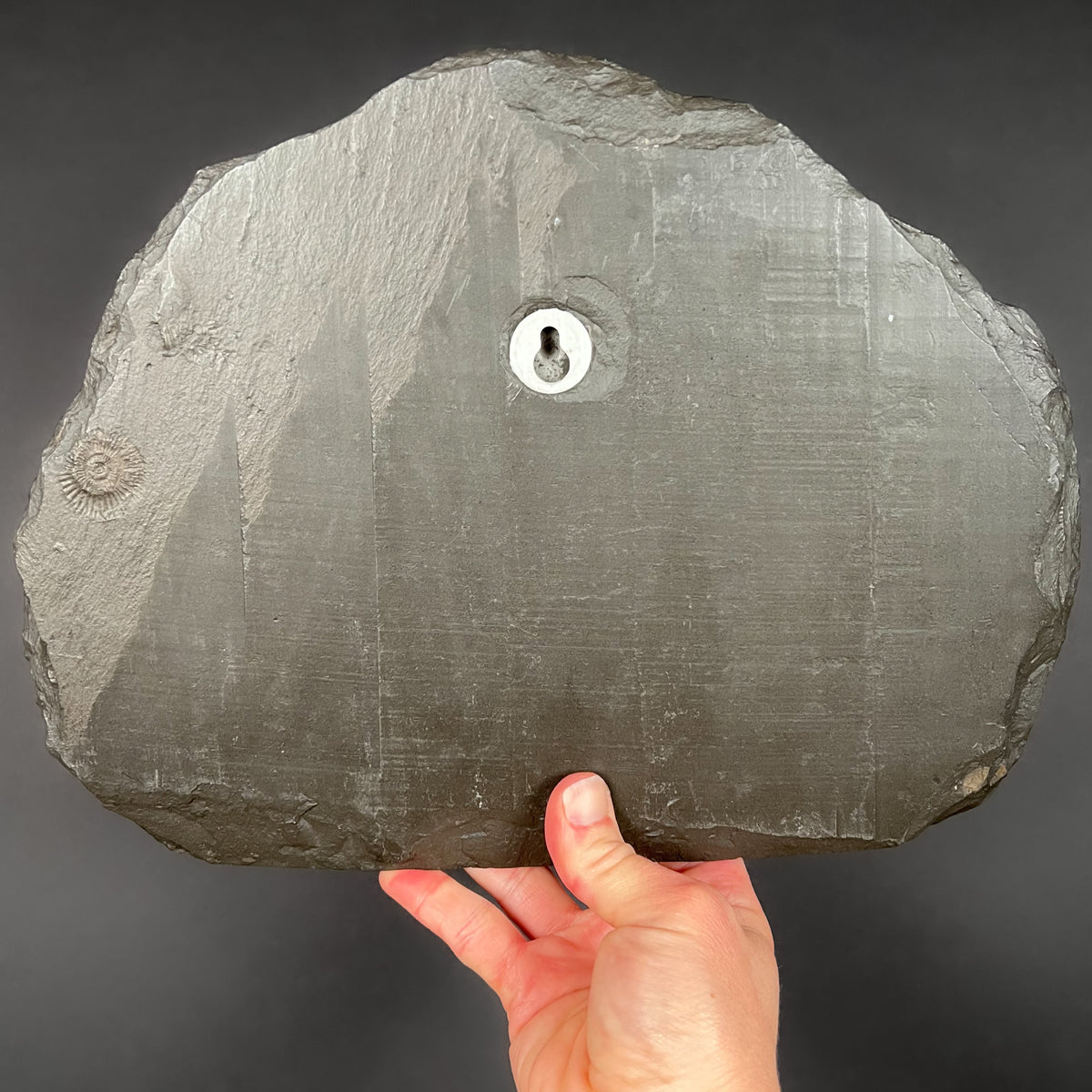 Back Side of Fossilized Ammonite Plate Drilled with Display Mounting Hole
