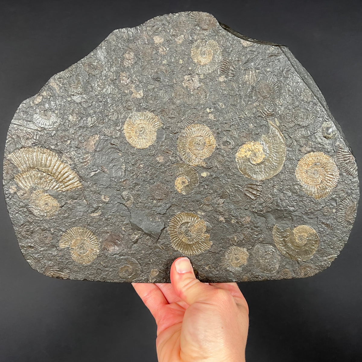 Pyritized Dactylioceras and Harpoceras Ammonite Plate
