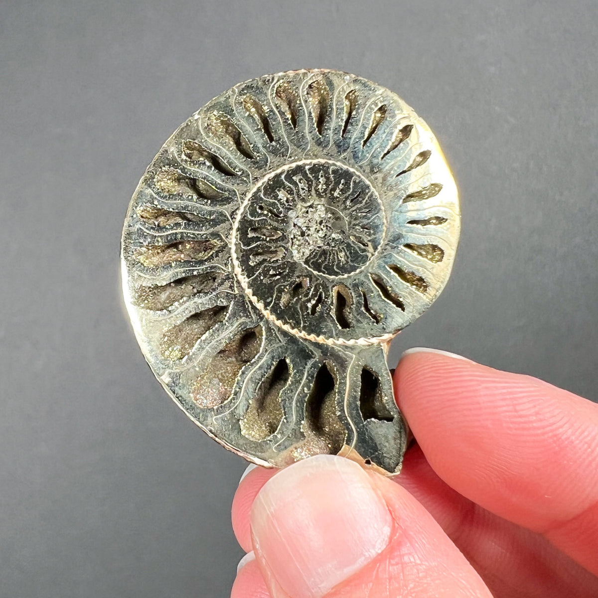 Ammonite Shell Fossil Preserved by Pyrite