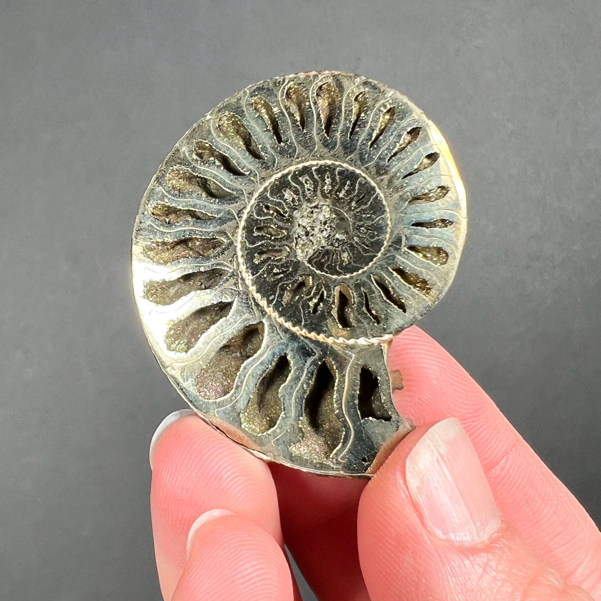 Ammonite Shell Replaced by Fools Gold