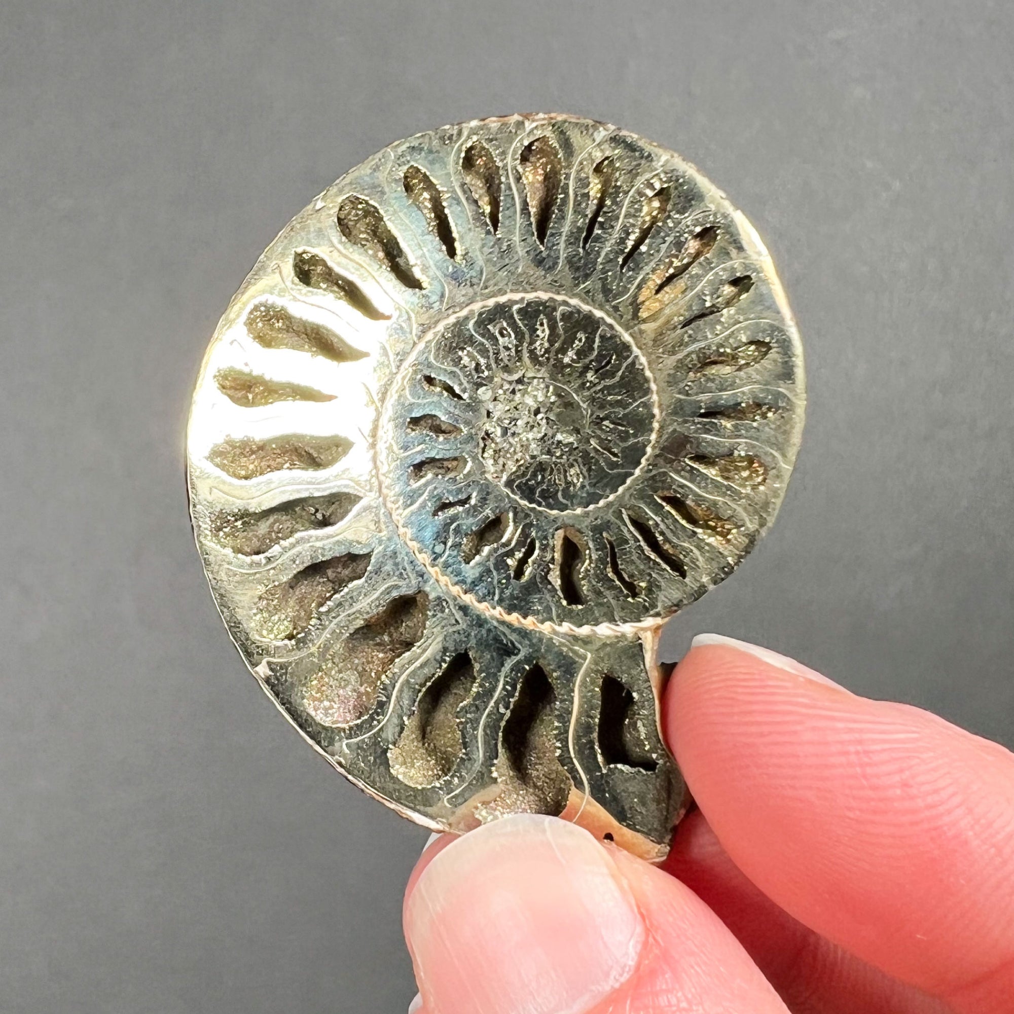 Naturally Pyrite Coated Ammonite Shell