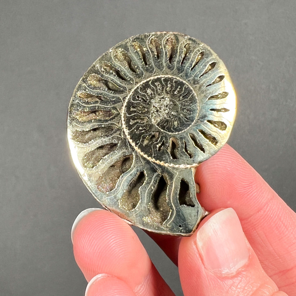 Ammonite Shell with Pyrite