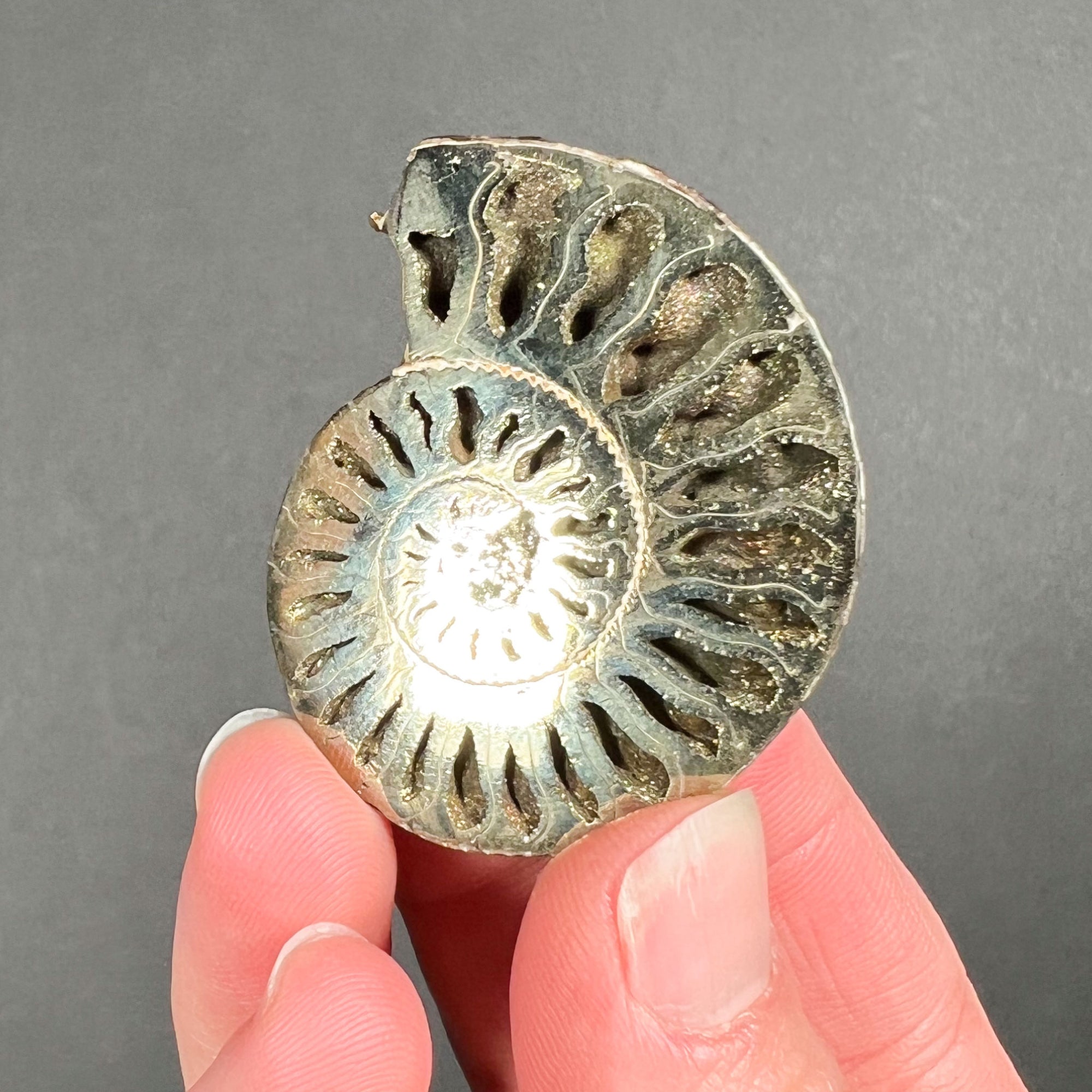 Naturally Pyrite Coated Ammonite Shell