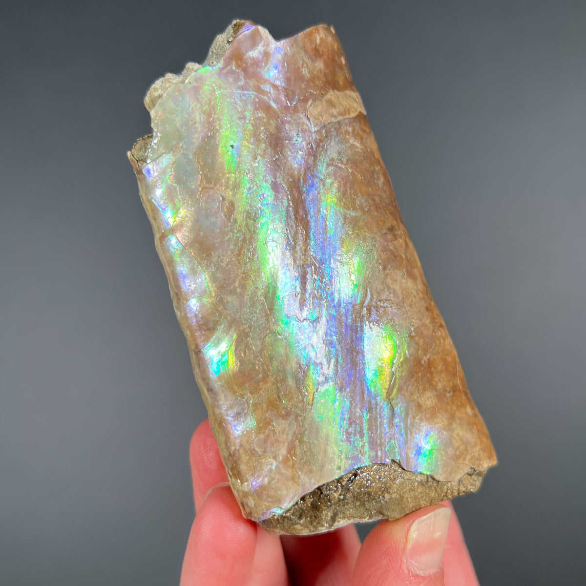 Rainbow Iridescent Baculite Ammonite Fossil