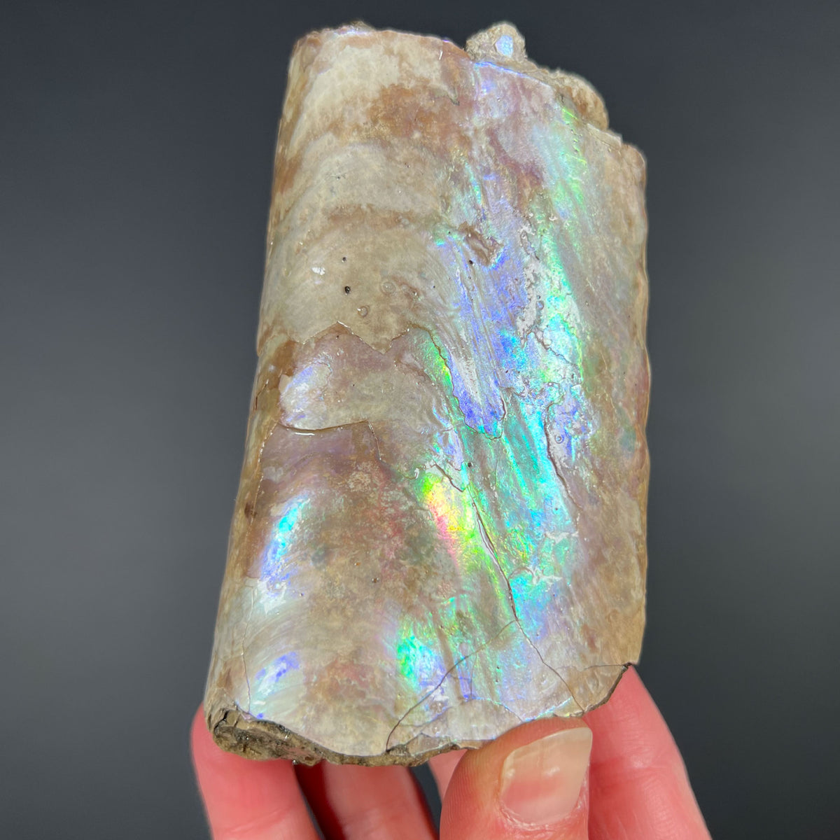 Iridescent Baculite Fossil from South Dakota