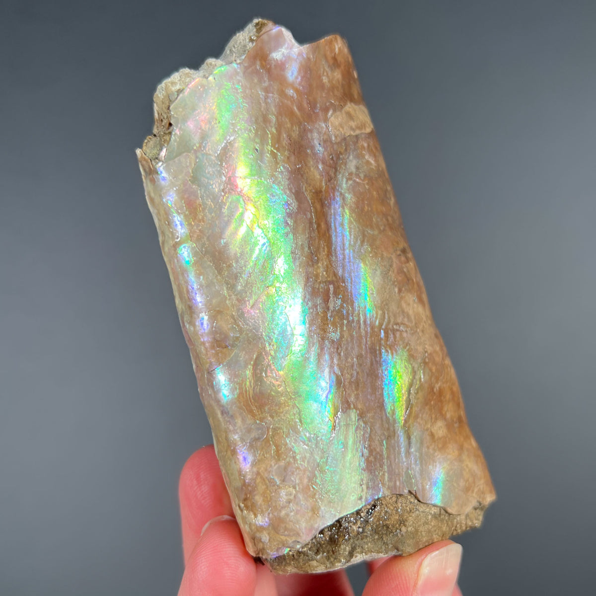 Iridescent Baculite Shell Fossil from South Dakota
