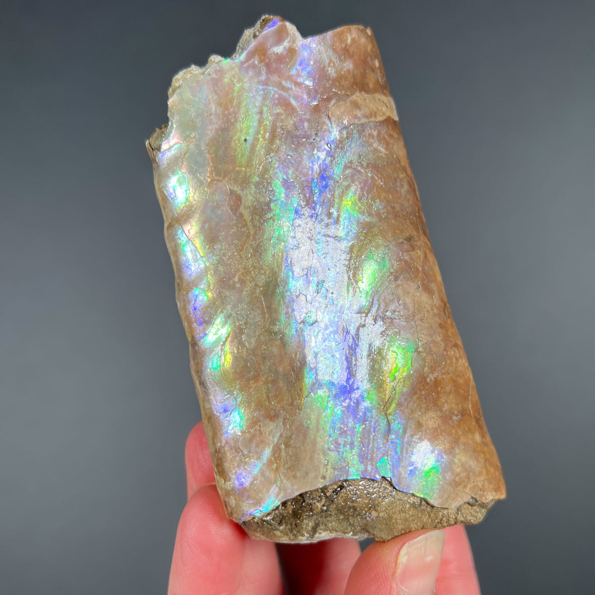 Rainbow Fossilized Baculite Fossil from South Dakota