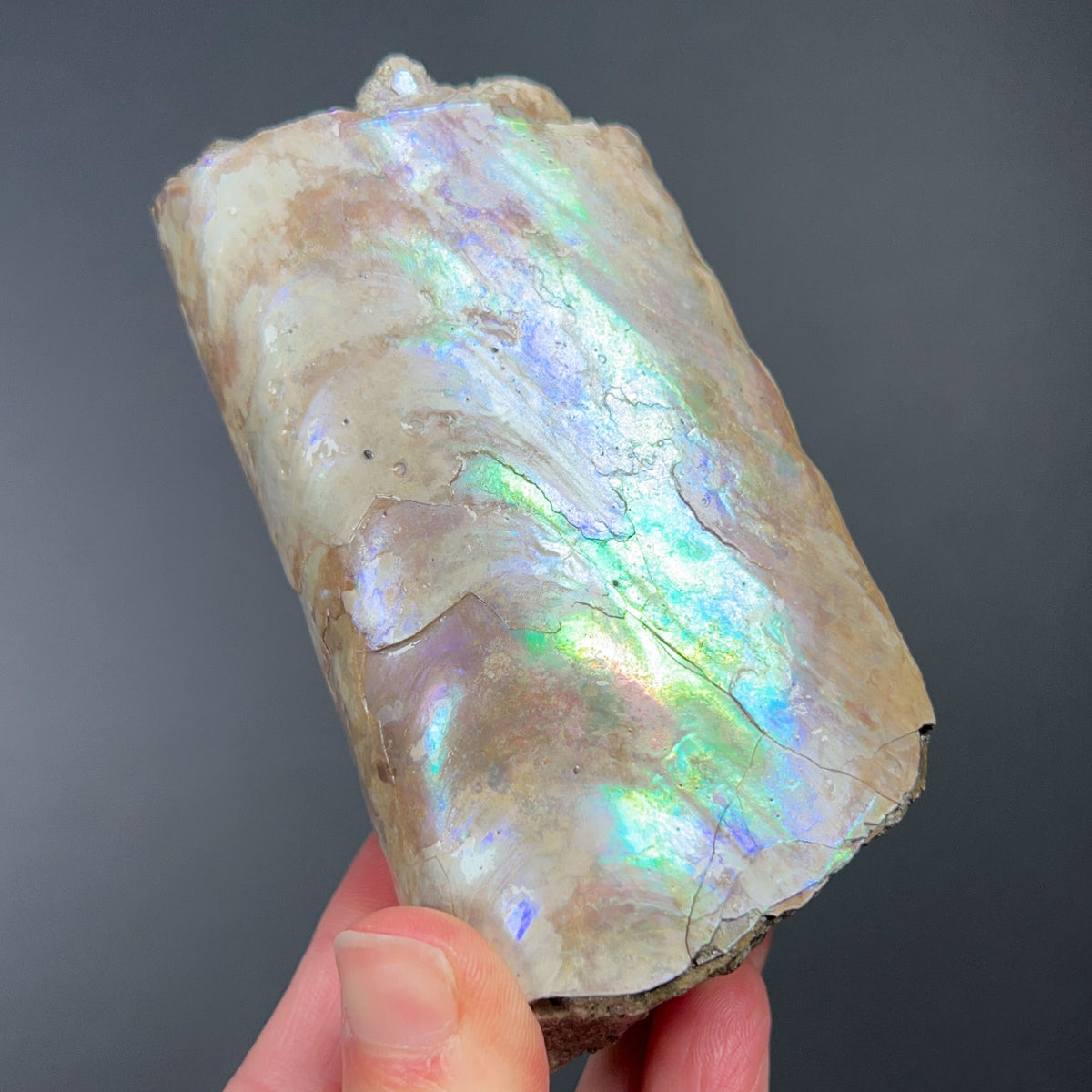 Side view Baculite Fossil with Rainbow Iridescence
