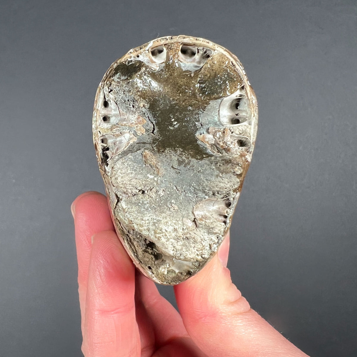 Interior view of Fossil Baculite Fossil from South Dakota